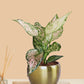 Aglaonema Wishes Plant in 4" Golden Metal Pot