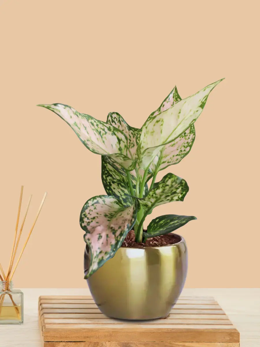 Aglaonema Wishes Plant in 4" Golden Metal Pot