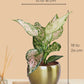 Aglaonema Wishes Plant in 4" Golden Metal Pot