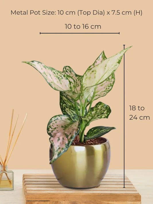 Aglaonema Wishes Plant in 4" Golden Metal Pot