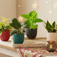 Air Purifying Plants Combo for Home in Eco Pots (Small)