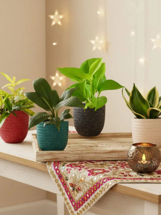 Air Purifying Plants Combo for Home in Eco Pots (Small)