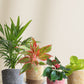 Low maintenance air-purifying plants for oxygen