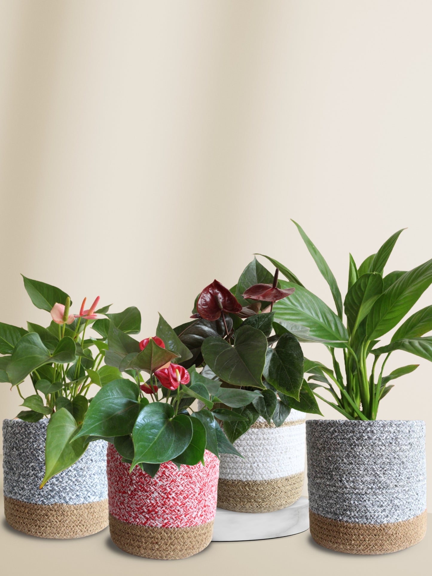 Air Purifying Plants with Flowers for home