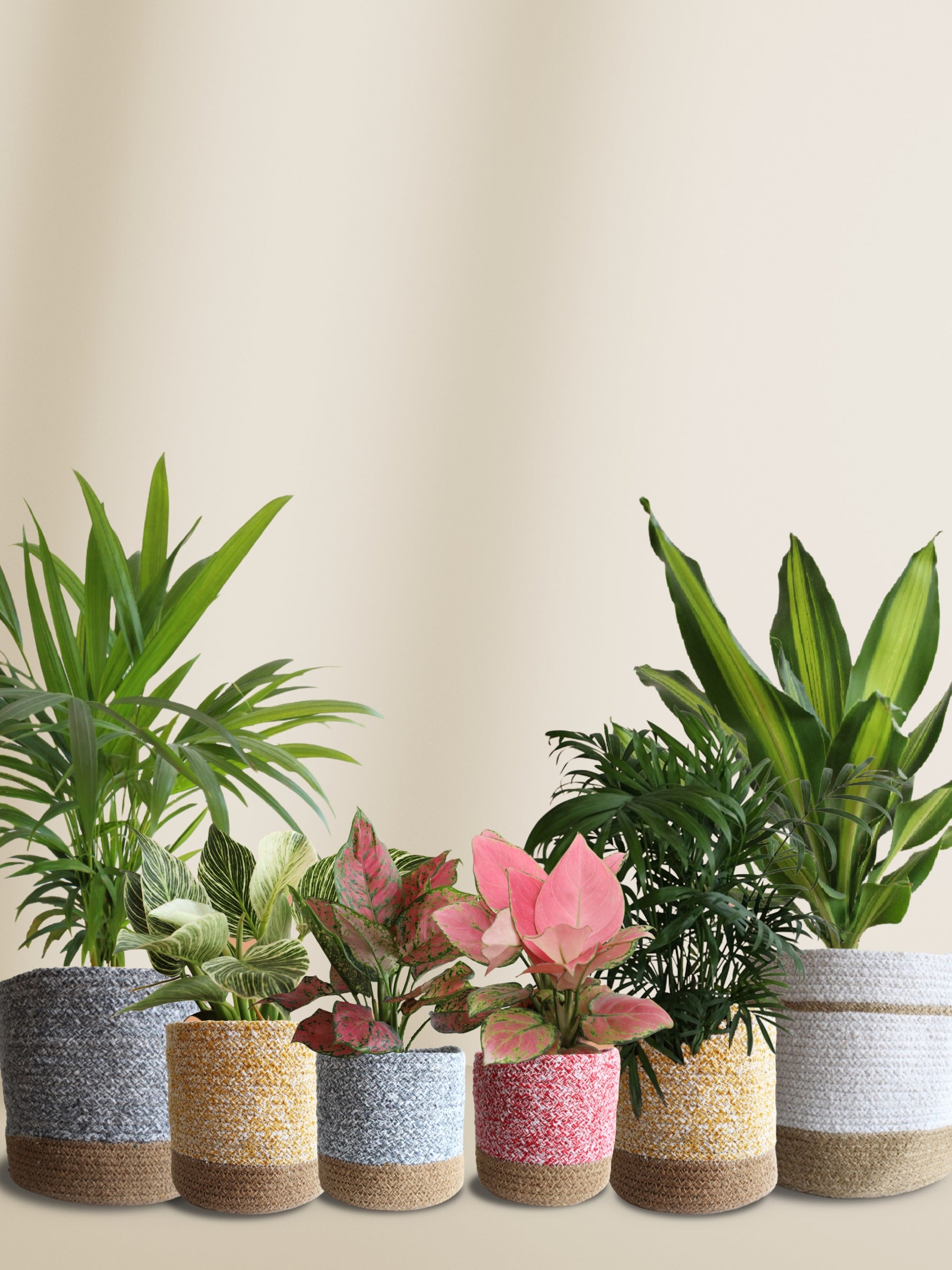 17+ Best Indoor Plants For The Living Room – Greenkin