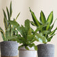 tall air-purifying plants for improving indoor air quality