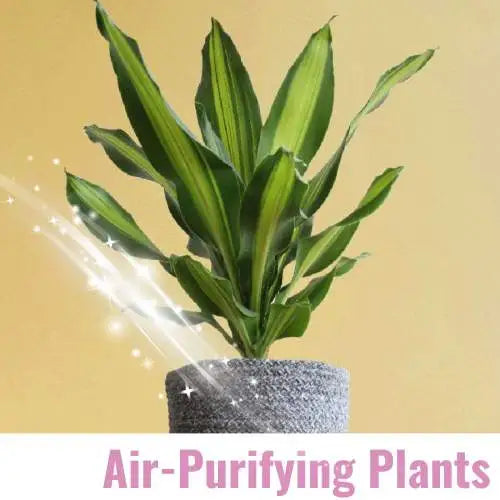 Buy air purifying oxygen plants for home