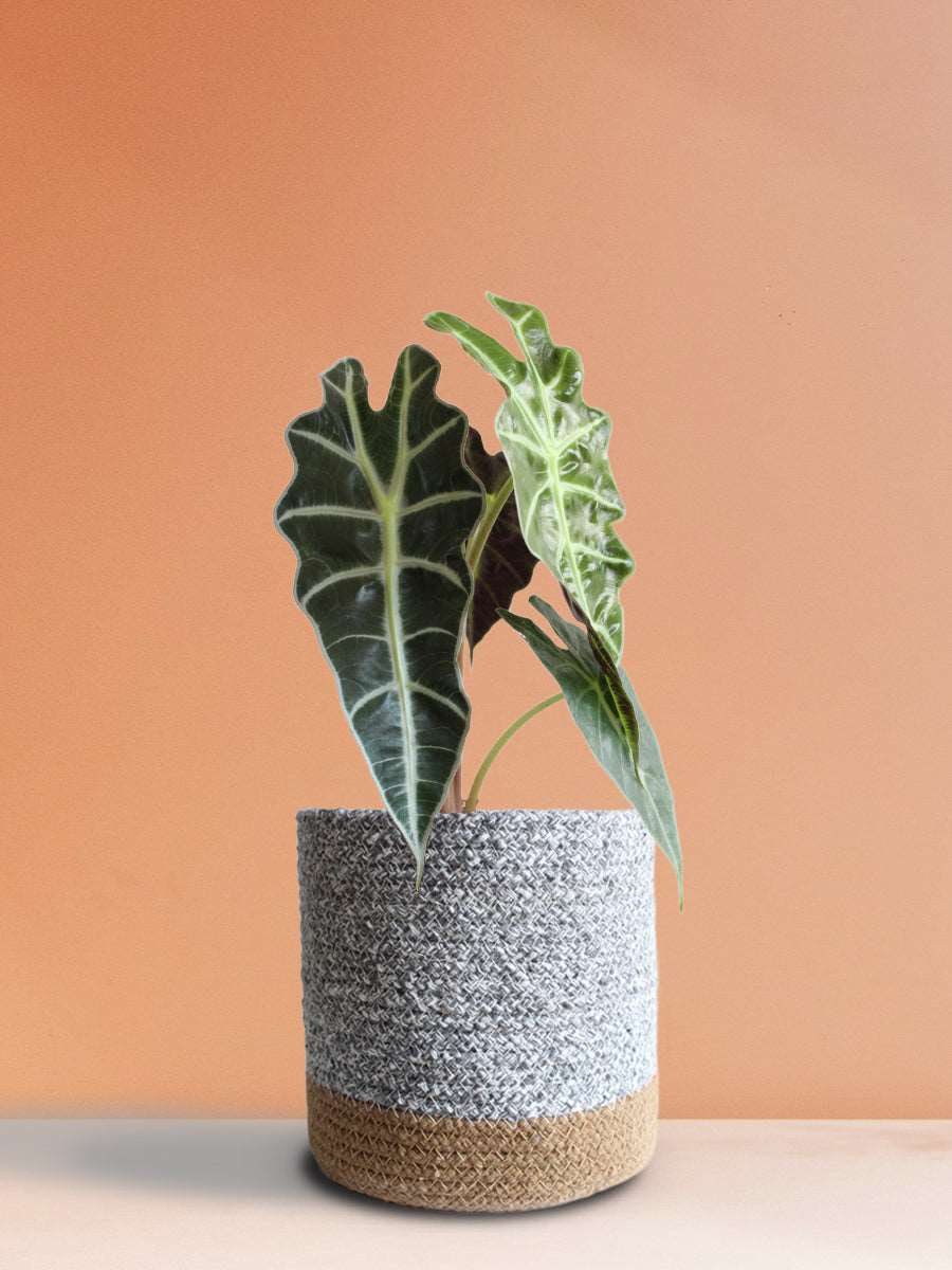 Order large indoor plant Alocasia Amazonica in premium grey cotton  pot online