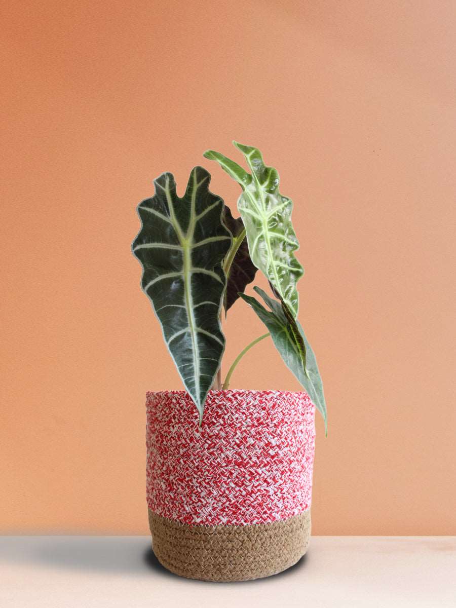 Buy gorgeous large potted houseplant Alocasia Amazonica in high quality pink cotton planter online