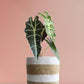 Buy gorgeous large  plant Alocasia Amazonica in high quality brown striped jute pot online