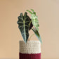 Shop Beautiful potted houseplant Alocasia Amazonica in eco-friendly red knitted cotton  planter online