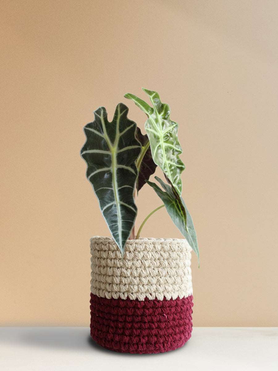 Shop Beautiful potted houseplant Alocasia Amazonica in eco-friendly red knitted cotton  planter online