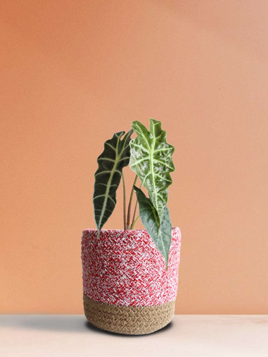 Alocasia Amazonica (Medium)