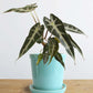 Alocasia Bambino Arrow (Small)