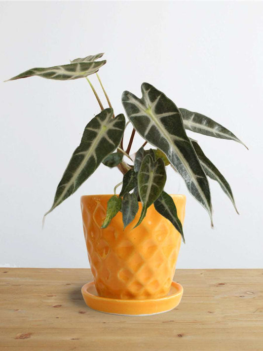Alocasia Bambino Arrow (Small)