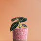 Alocasia Black Velvet (Medium)