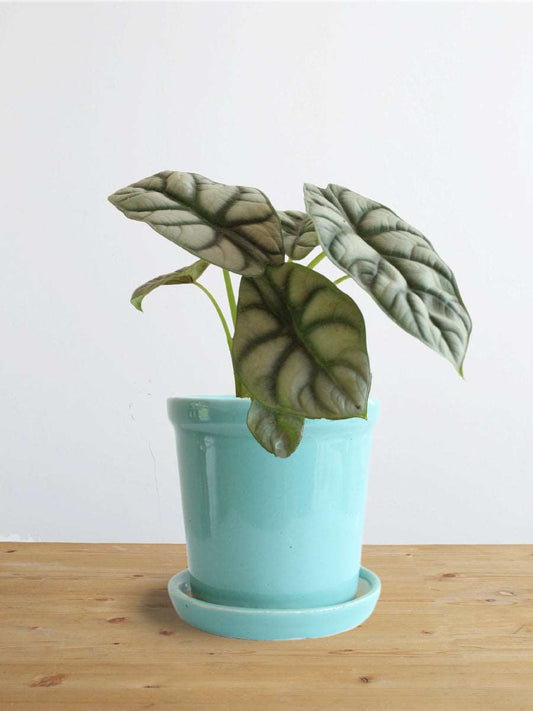 Alocasia Silver Dragon (Small)