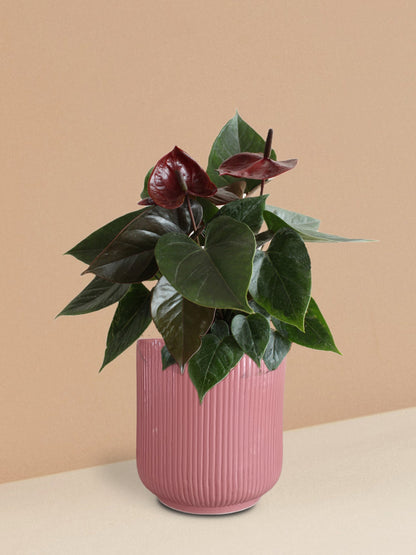 Anthurium Chocolate Plant in Ceramic Pot (Medium)