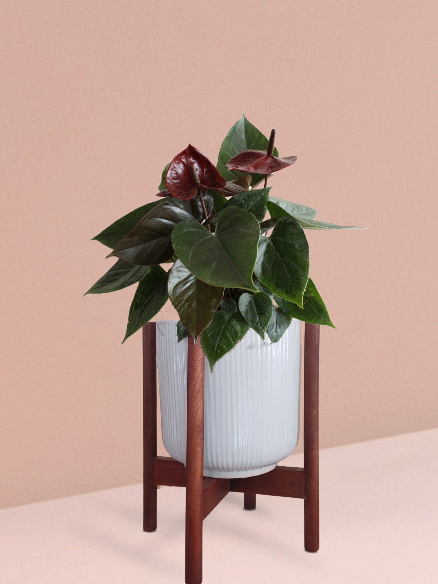 Anthurium Chocolate Plant in Ceramic Pot (Medium)