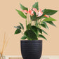 Anthurium Mini Pink Plant (Small) in Eco Pot