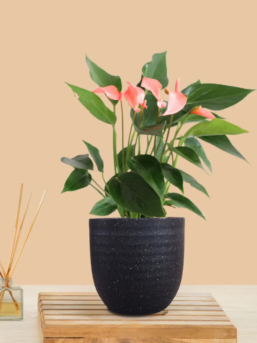 Anthurium Mini Pink Plant (Small) in Eco Pot