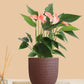 Anthurium Mini Pink Plant (Small) in Eco Pot