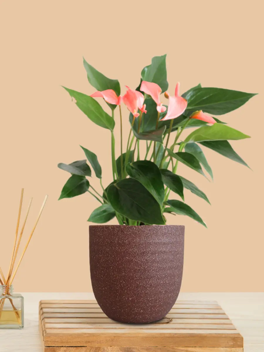 Anthurium Mini Pink Plant (Small) in Eco Pot