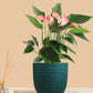 Anthurium Mini Pink Plant (Small) in Eco Pot