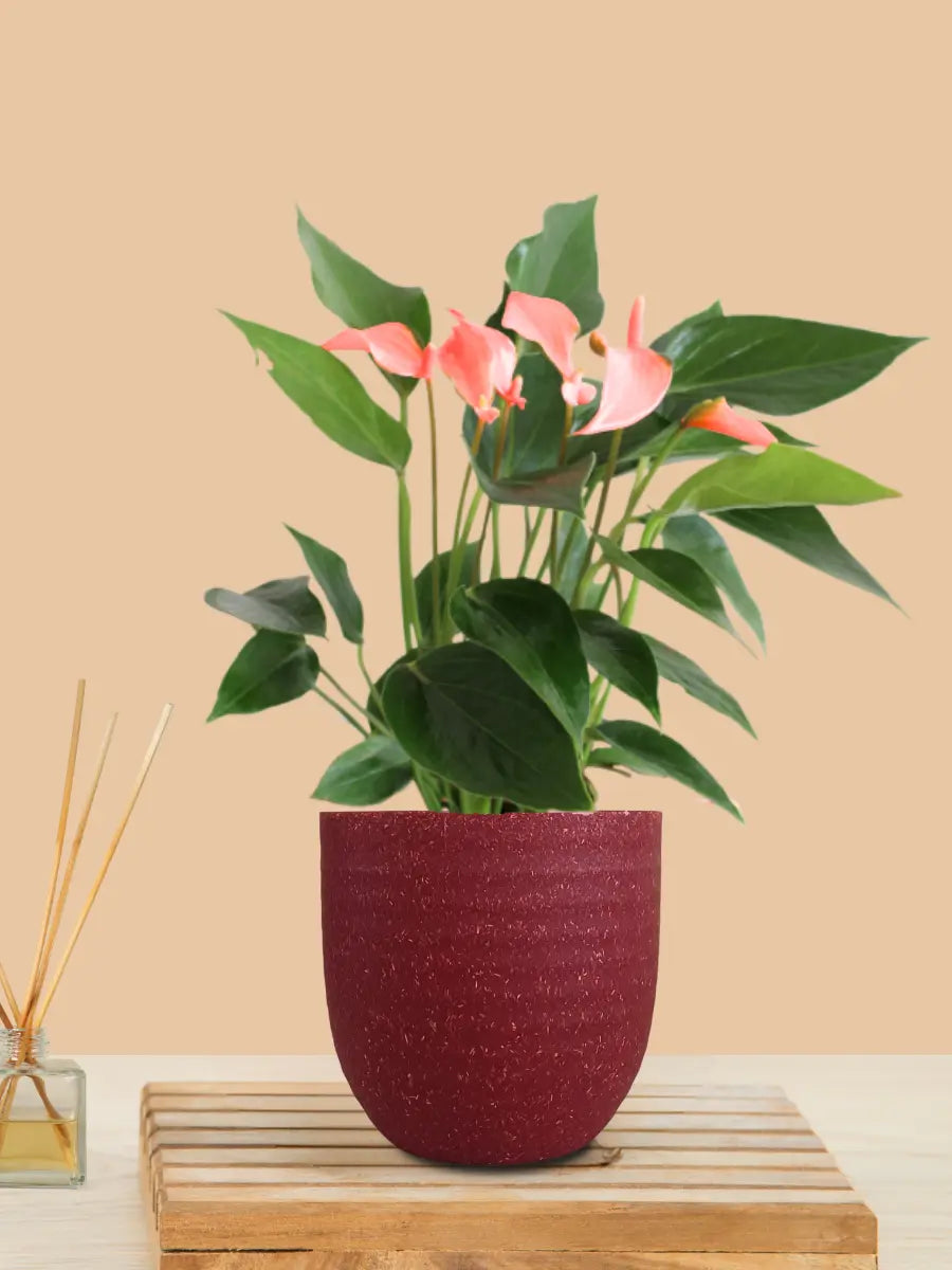 Anthurium Mini Pink Plant (Small) in Eco Pot