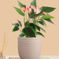 Anthurium Mini Pink Plant (Small) in Eco Pot