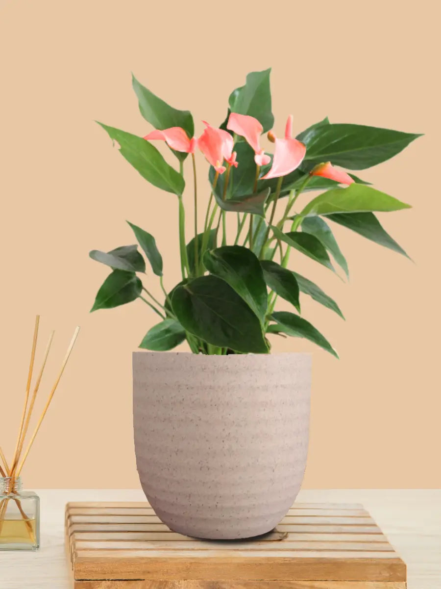 Anthurium Mini Pink Plant (Small) in Eco Pot