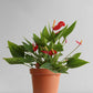 Anthurium Mini Red (Large)