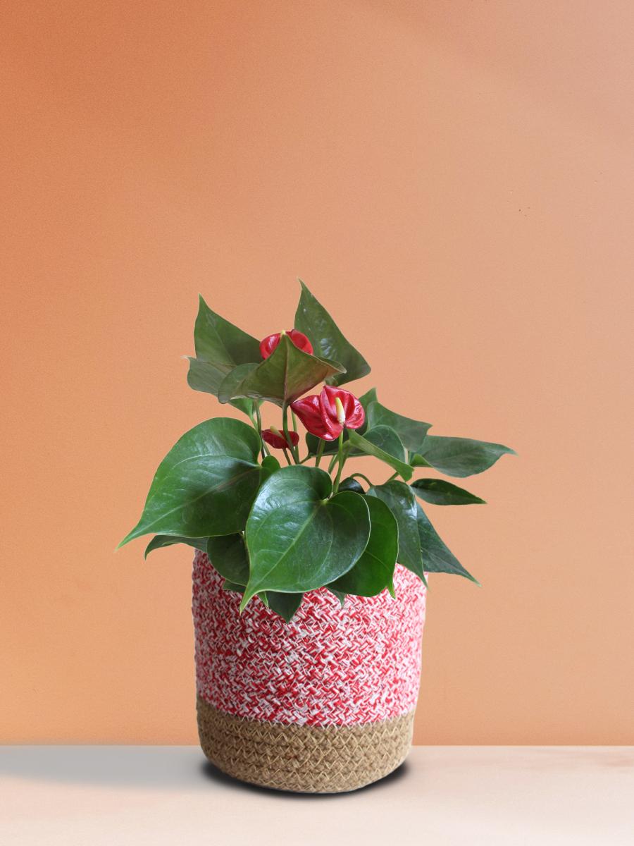 Anthurium Mini Red Plant Gift in Eco Pot (Medium)
