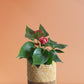 Anthurium Mini Red Plant Gift in Eco Pot (Medium)