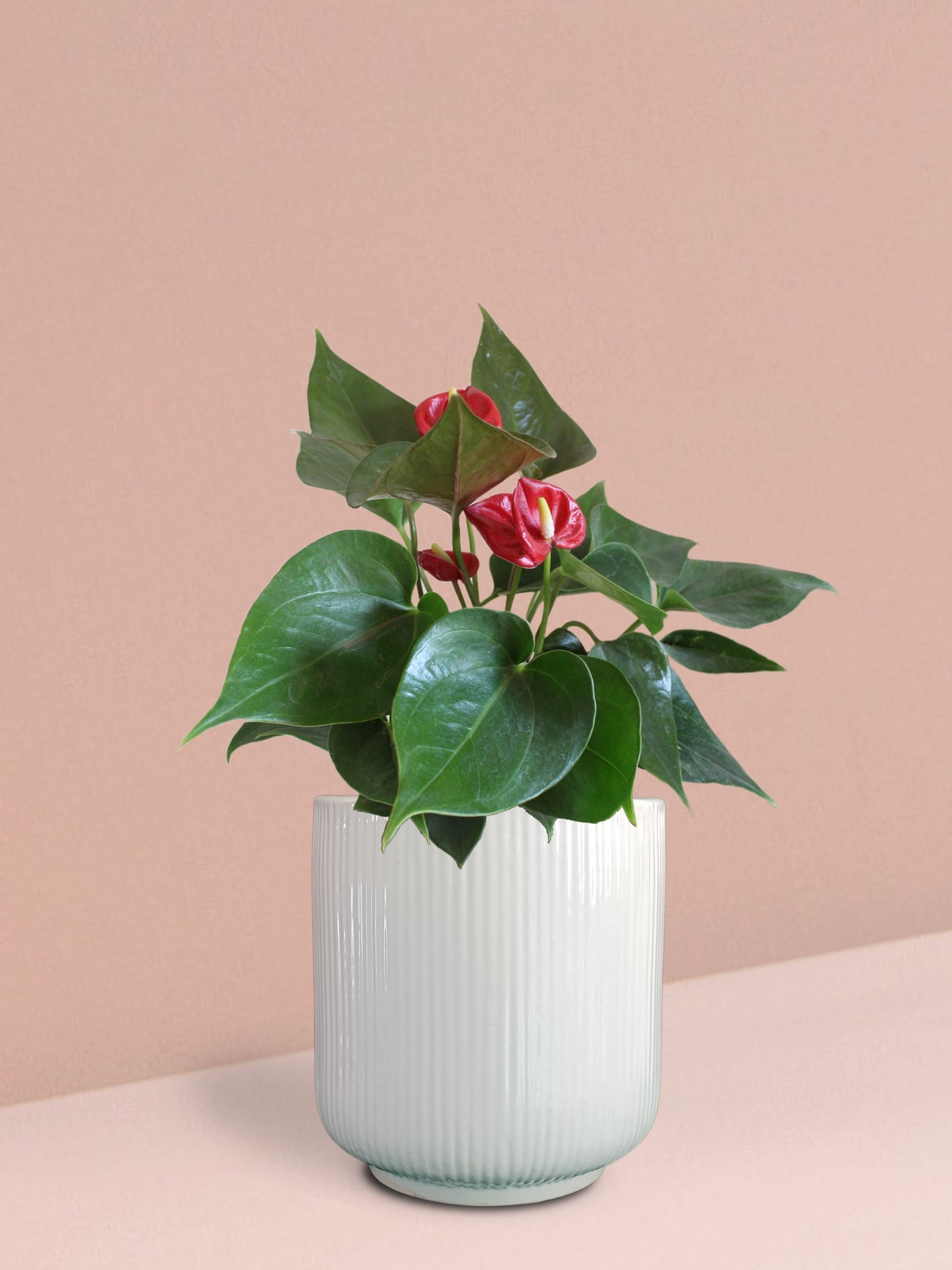 Anthurium Mini Red Plant in Ceramic Pot (Medium)