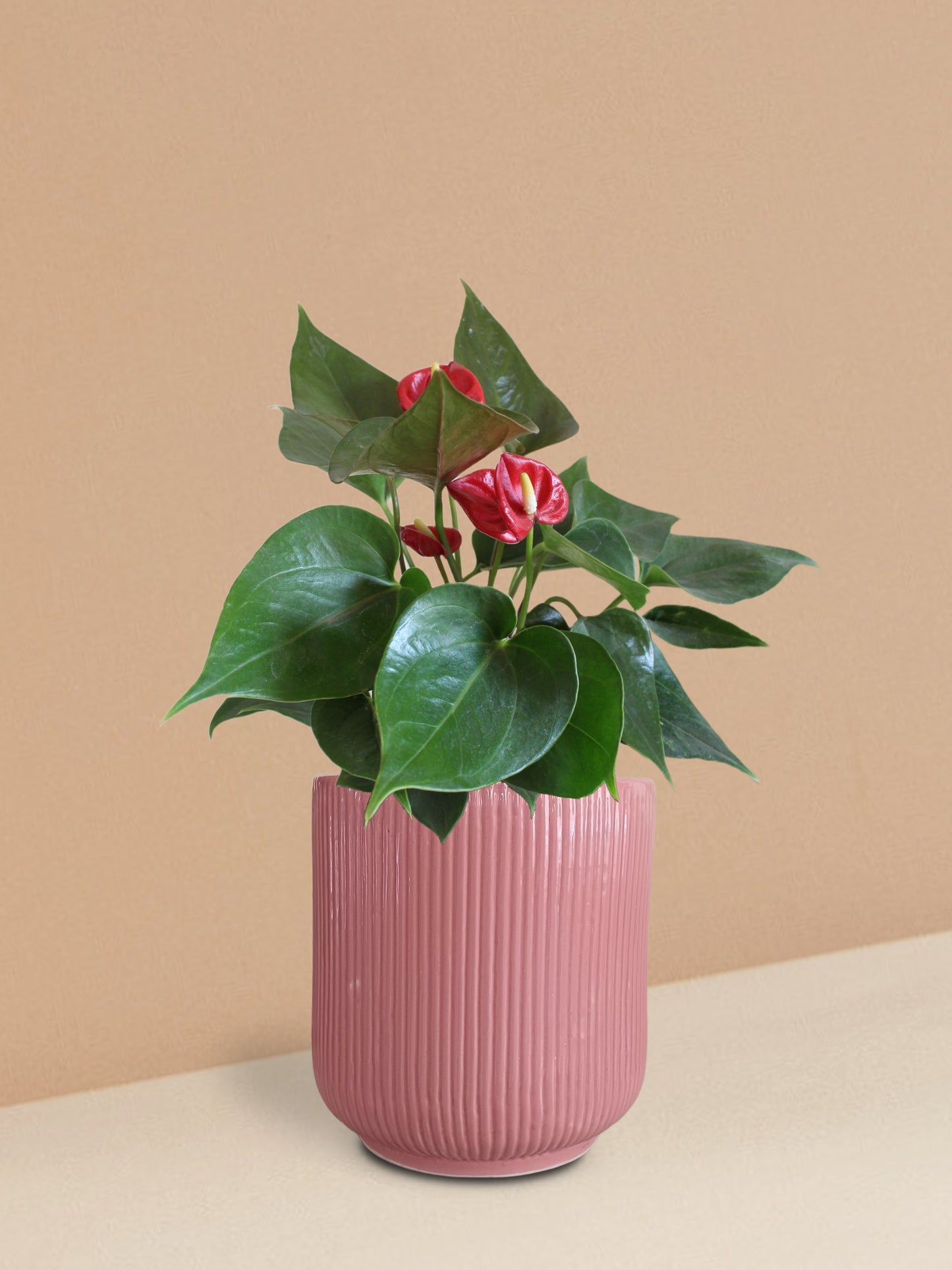 Anthurium Mini Red Plant in Ceramic Pot (Medium)