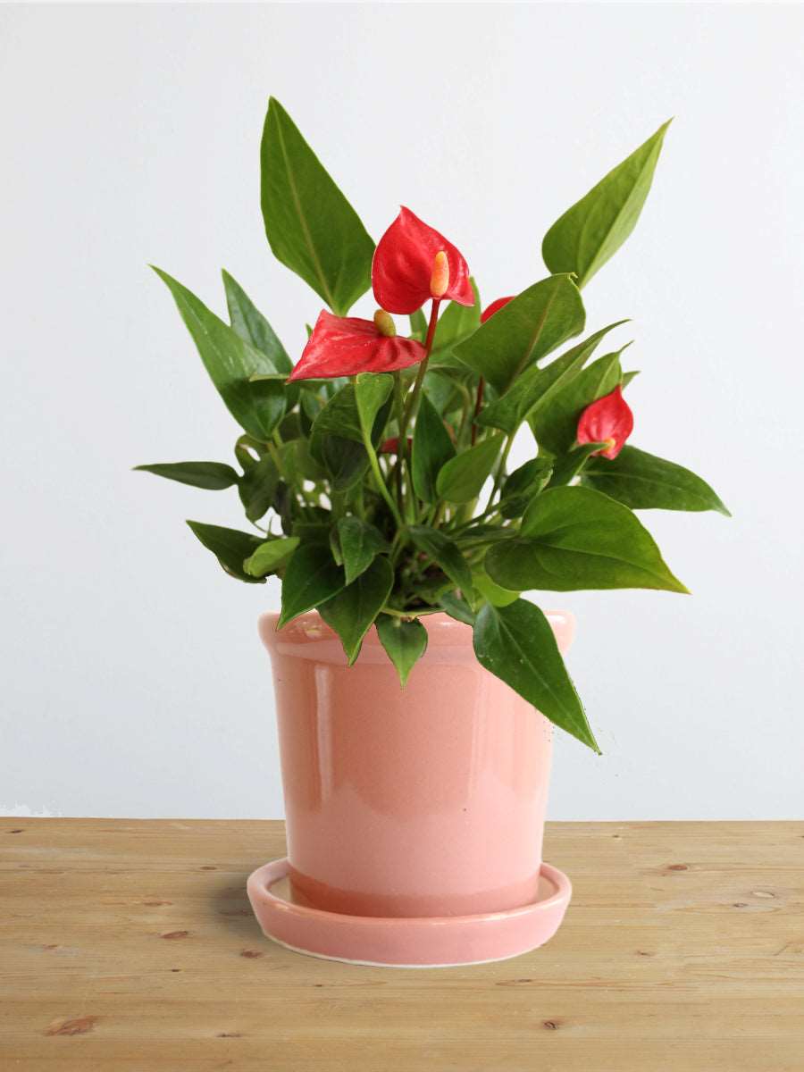 Anthurium Mini Red (Small)