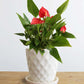 Anthurium Mini Red (Small)