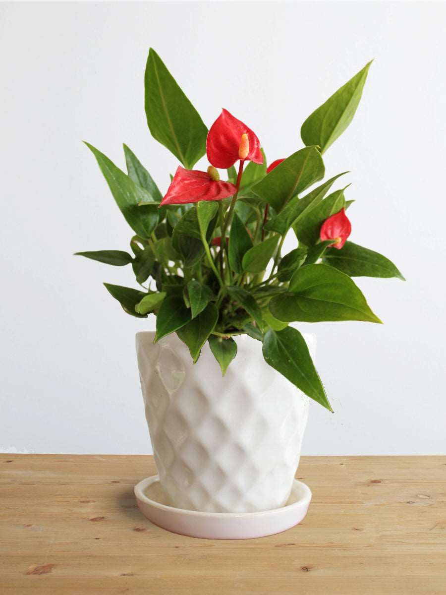 Anthurium Mini Red (Small)