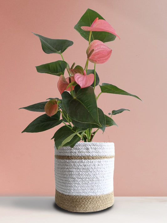 Anthurium Pink (Large)