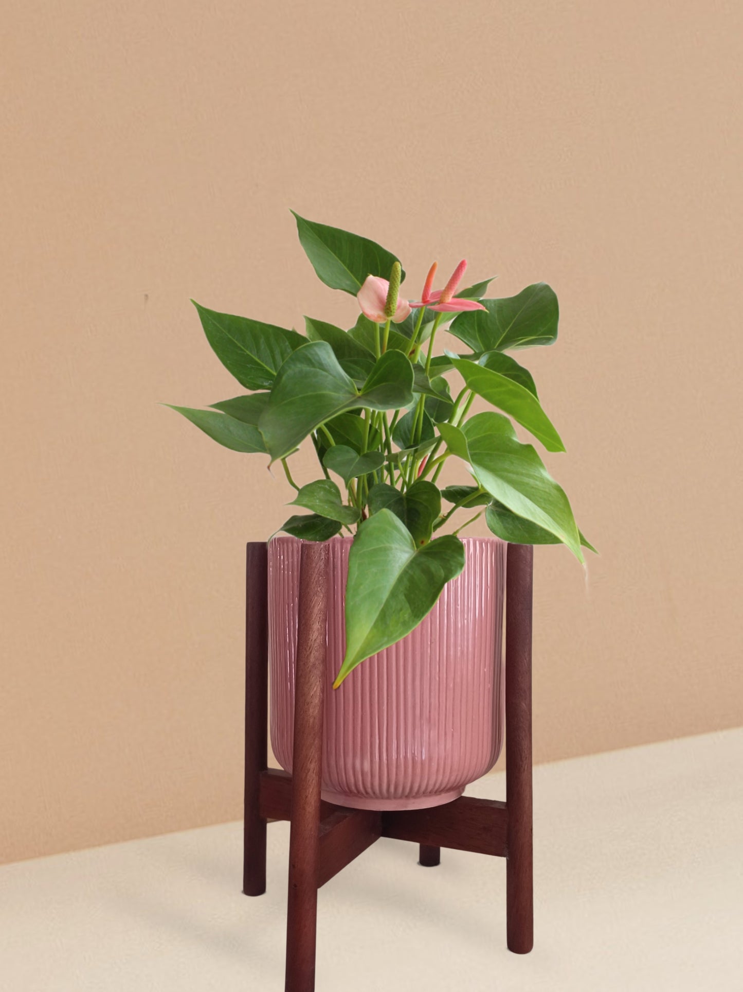Anthurium Pink Plant in Ceramic Pot (Medium)