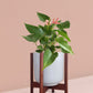 Anthurium Pink Plant in Ceramic Pot (Medium)
