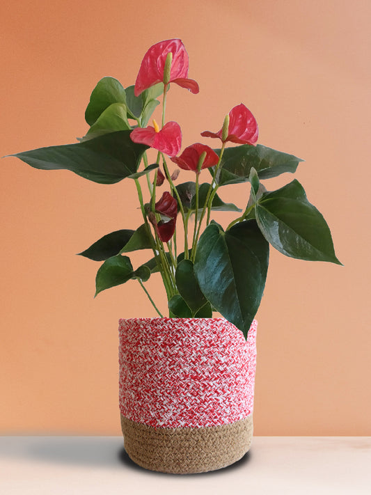 Anthurium Red (Large)
