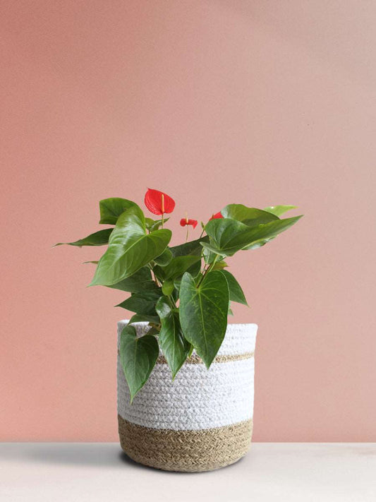 Anthurium Red (Medium)
