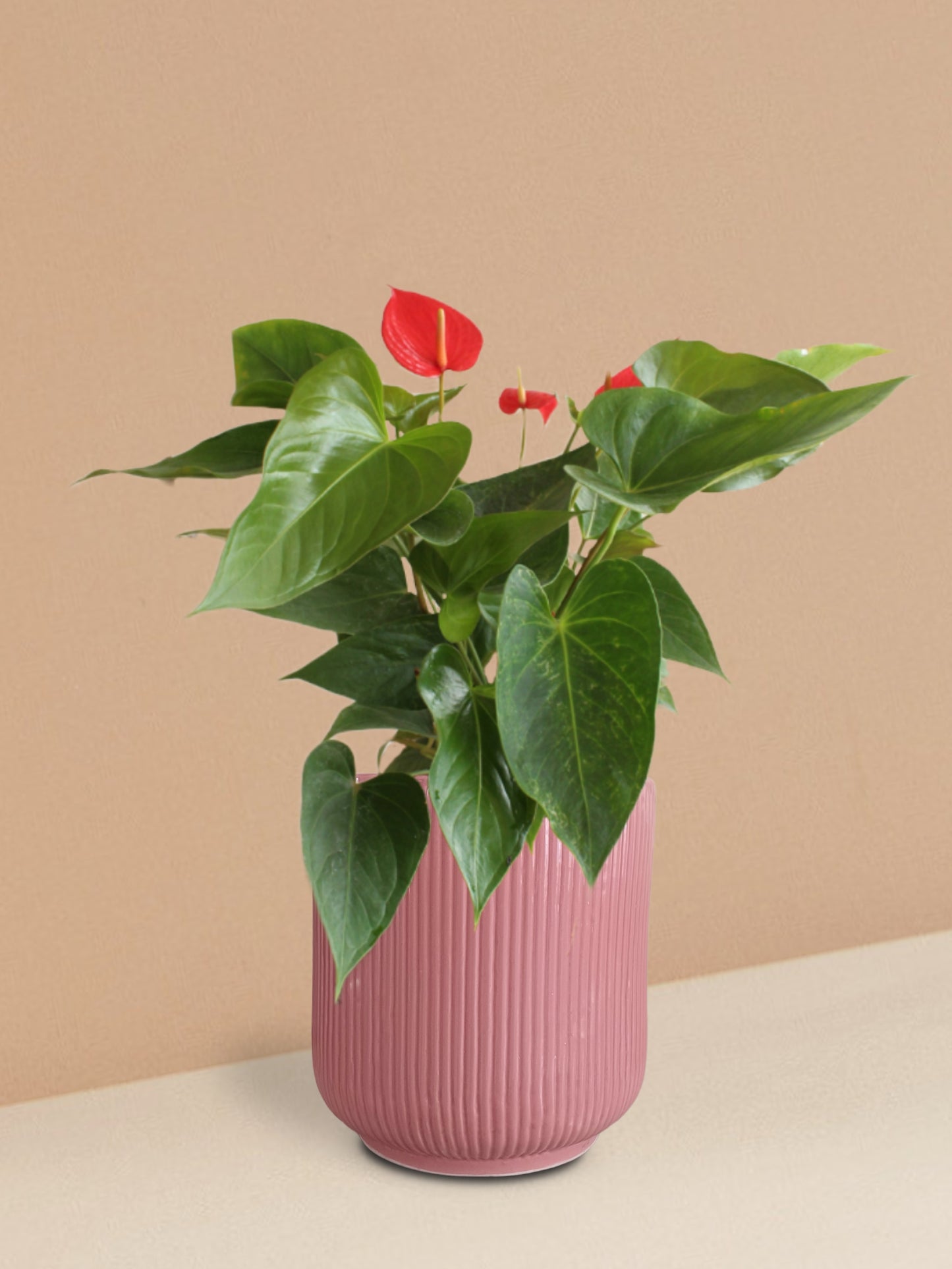 Anthurium Red Plant in Ceramic Pot (Medium)