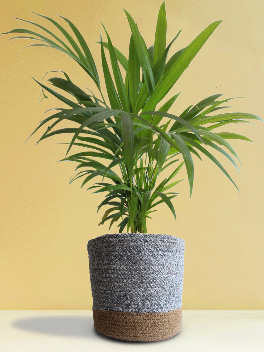 Easy-Care Air-Purifying Plants Combo