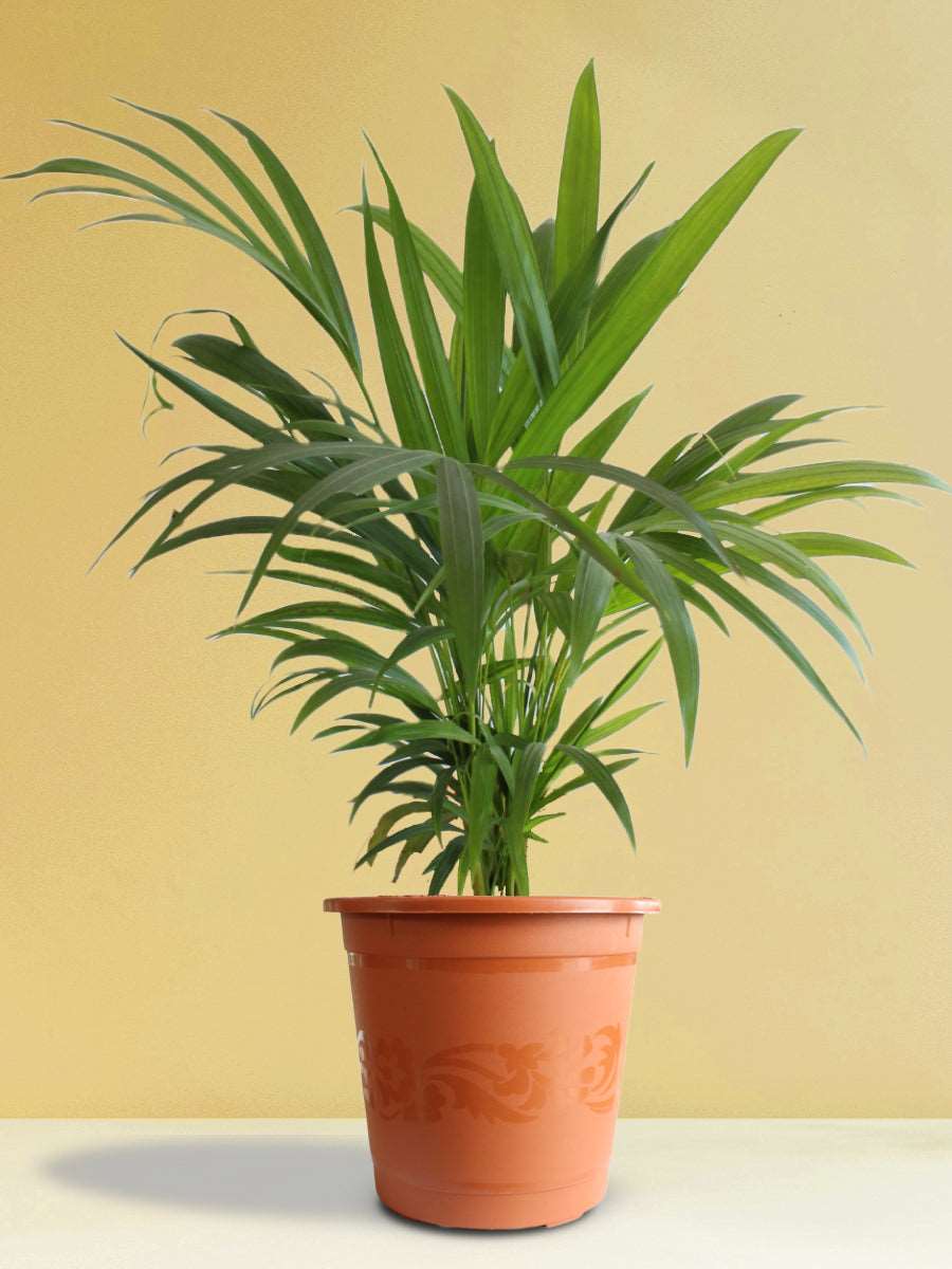 Areca hotsell palm toxic