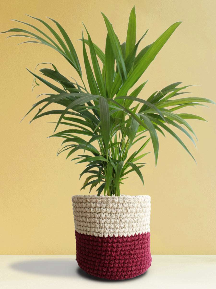Plants for Corner