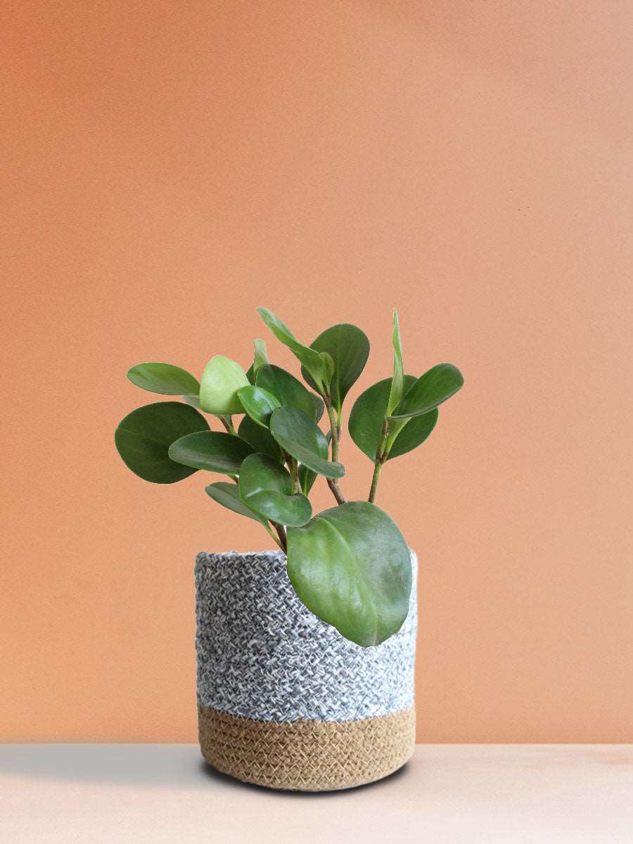 Baby Rubber Plant Green (Medium)