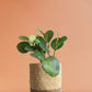 Baby Rubber Plant Green (Medium)